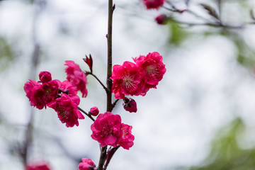 杭州西湖植物园梅花