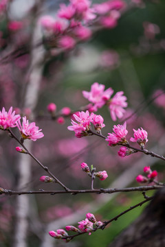 杭州西湖植物园桃花