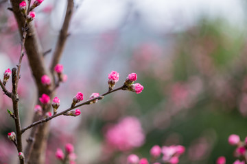 杭州西湖植物园桃花