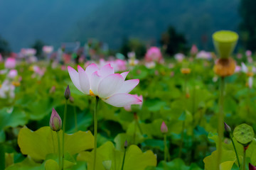 荷花
