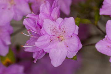 杜鹃花