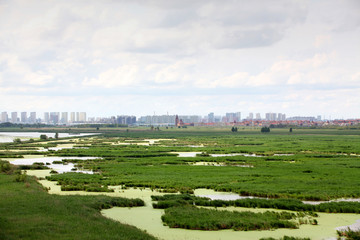 沼泽湿地