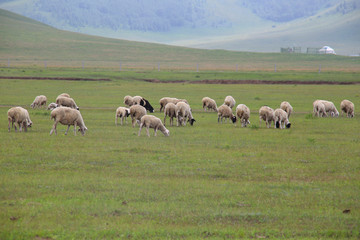草原牧场的绵羊群