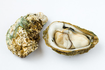 海洋生物牡蛎