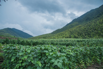 无公害蔬菜基地