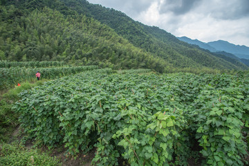 无公害蔬菜基地