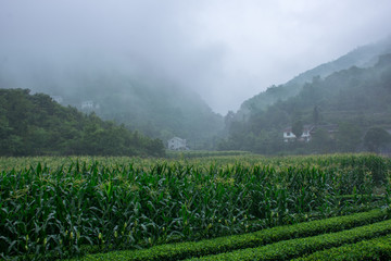 田园风光