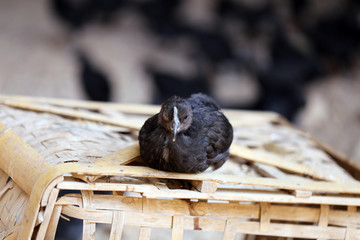 土乌鸡养殖