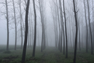 树林迷雾