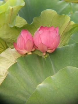 西安浐灞桃花潭公园荷花