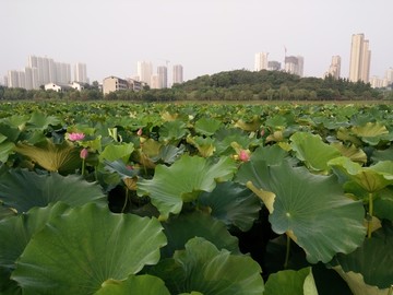 西安浐灞桃花潭公园荷花