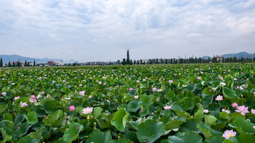 荷花风景画