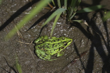 青蛙