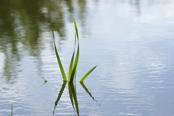 水草