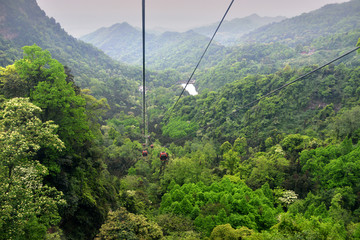 青城山林海