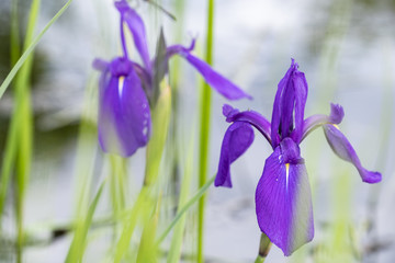 鸢尾花