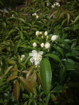 白色的茶花
