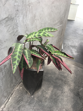 盘花