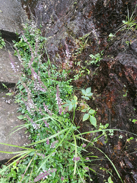 山中小草