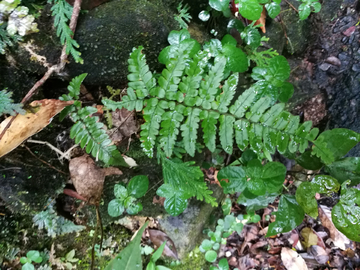 小草