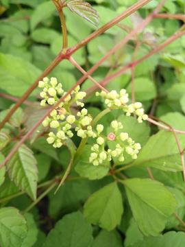 野葡萄