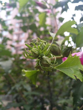 木槿