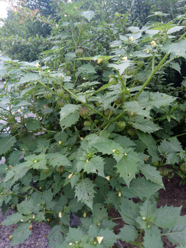 灯笼果花叶