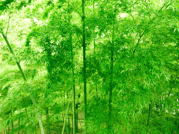 竹林