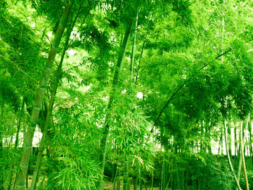竹林