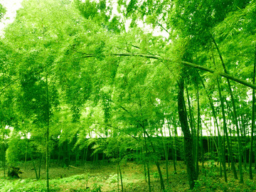 竹林