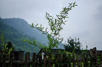 绿竹