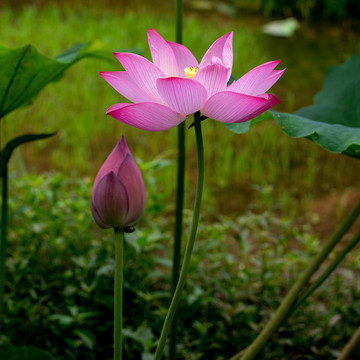 荷花