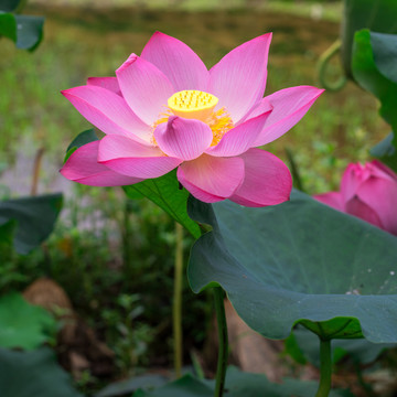 荷花