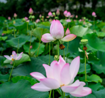 荷花
