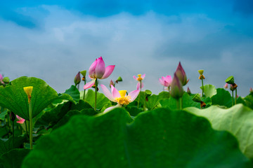 荷花