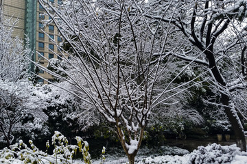 美丽的雪景