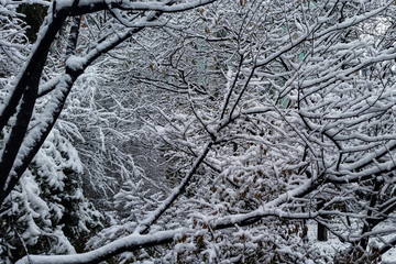 美丽的雪景