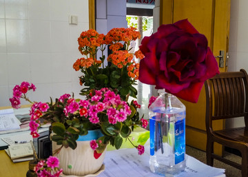 盆栽花