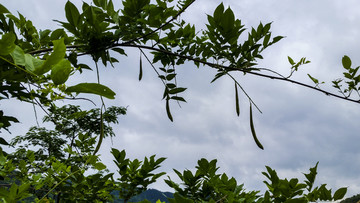 野果