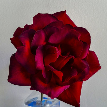 月季花