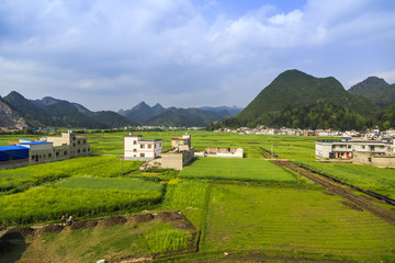广西水稻田