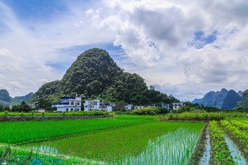 广西水稻田