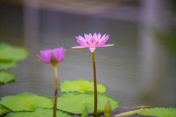 花花草草