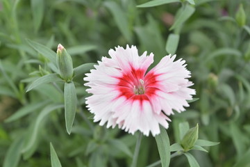 石竹花
