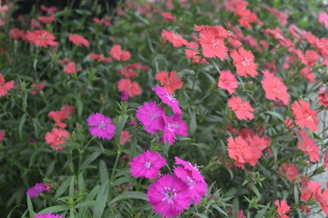 石竹花