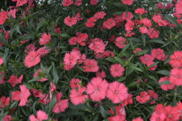 石竹花