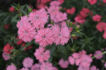 石竹花