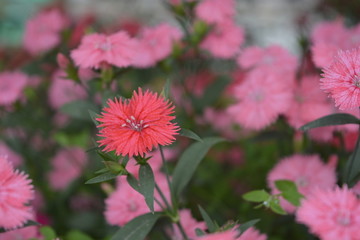 石竹花