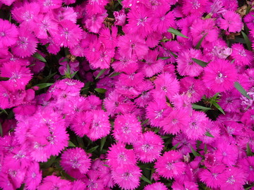 石竹花