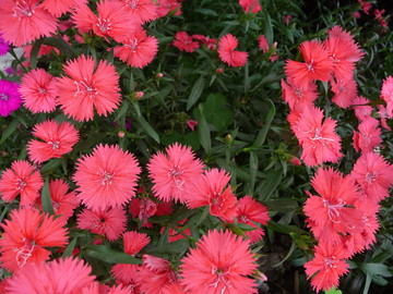 石竹花